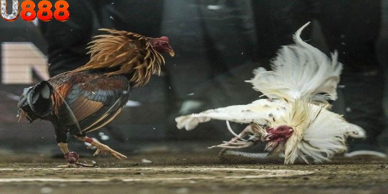 Ưu điểm tuyệt vời mà nhà cái uy tín U888 gửi đến bạn